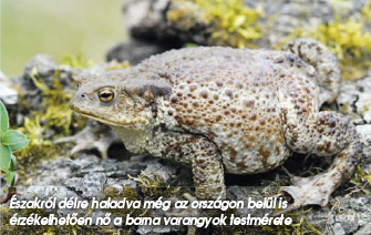 Északról délre haladva még az országon belül is érzékelhetően nő a barna varangy