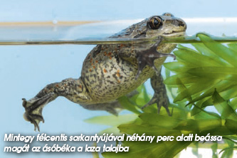 Mintegy félcentis sarkantyújával néhány perc alatt beássa magát az ásóbéka a laz