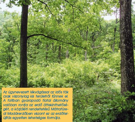 Rendeltetés szerint