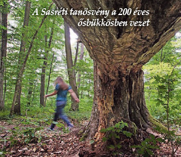 A Sasréti tanösvény a 200 éves ősbükkösben vezet