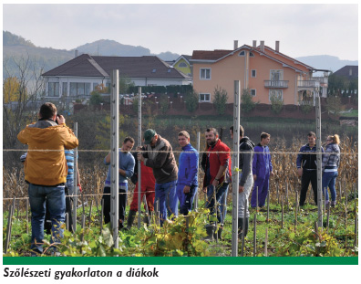 Szőlészeti gyakorlaton a diákok