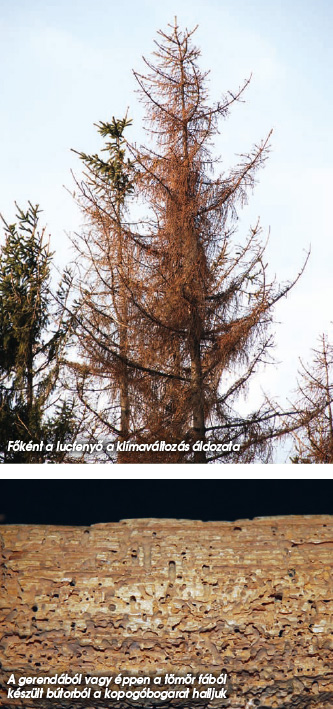 Főként a lucfenyő a klímaváltozás áldozata / A gerendából vagy éppen a tömör fáb