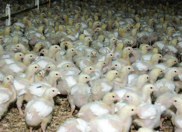 Megújult táplálóanyag tartalmú új brojlerés pulykatakarmányok a Bábolna Takarmán