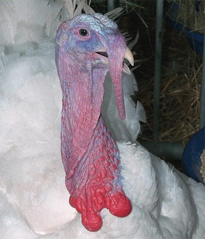 Megújult táplálóanyag tartalmú új brojlerés pulykatakarmányok a Bábolna Takarmán