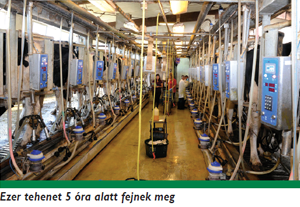 Ezer tehenet 5 óra alatt fejnek meg