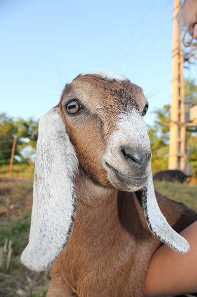 Egyre népszerűbb a núbiai kecske