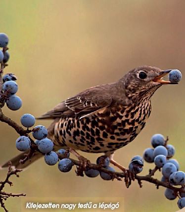 Híres fuvolások a Kárpát-medencében