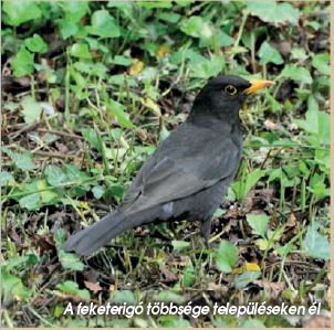 Híres fuvolások a Kárpát-medencében