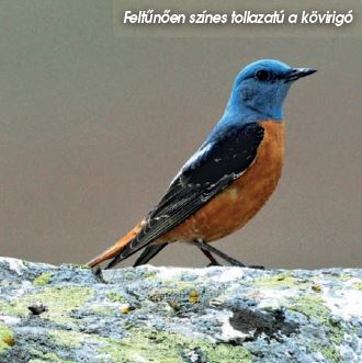 Híres fuvolások a Kárpát-medencében