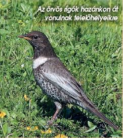 Híres fuvolások a Kárpát-medencében