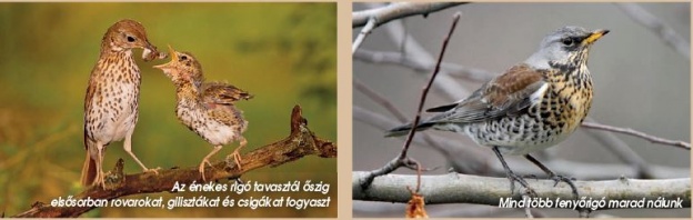 Híres fuvolások a Kárpát-medencében