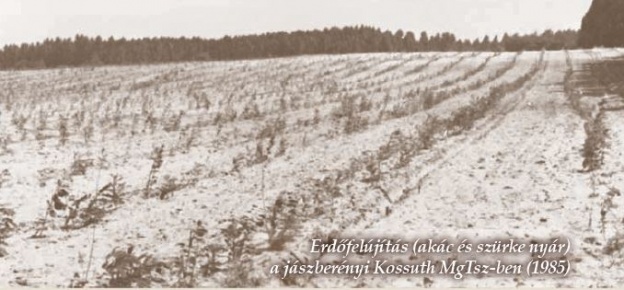 Termelőszövetkezeti erdők