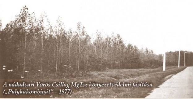 Termelőszövetkezeti erdők