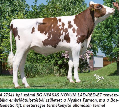 A hazai embriók minősége kiváló