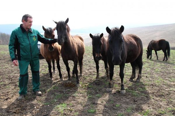 Új otthonra lelt a hucul ménes Perkupán