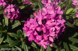 Kis kertek nimfái - a boroszlánok