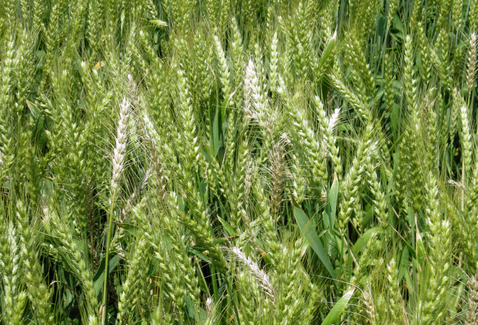 Mennyire pontos a helyspecifikus növényvédelem az MI segítségével?