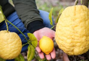 limonádé, citrom