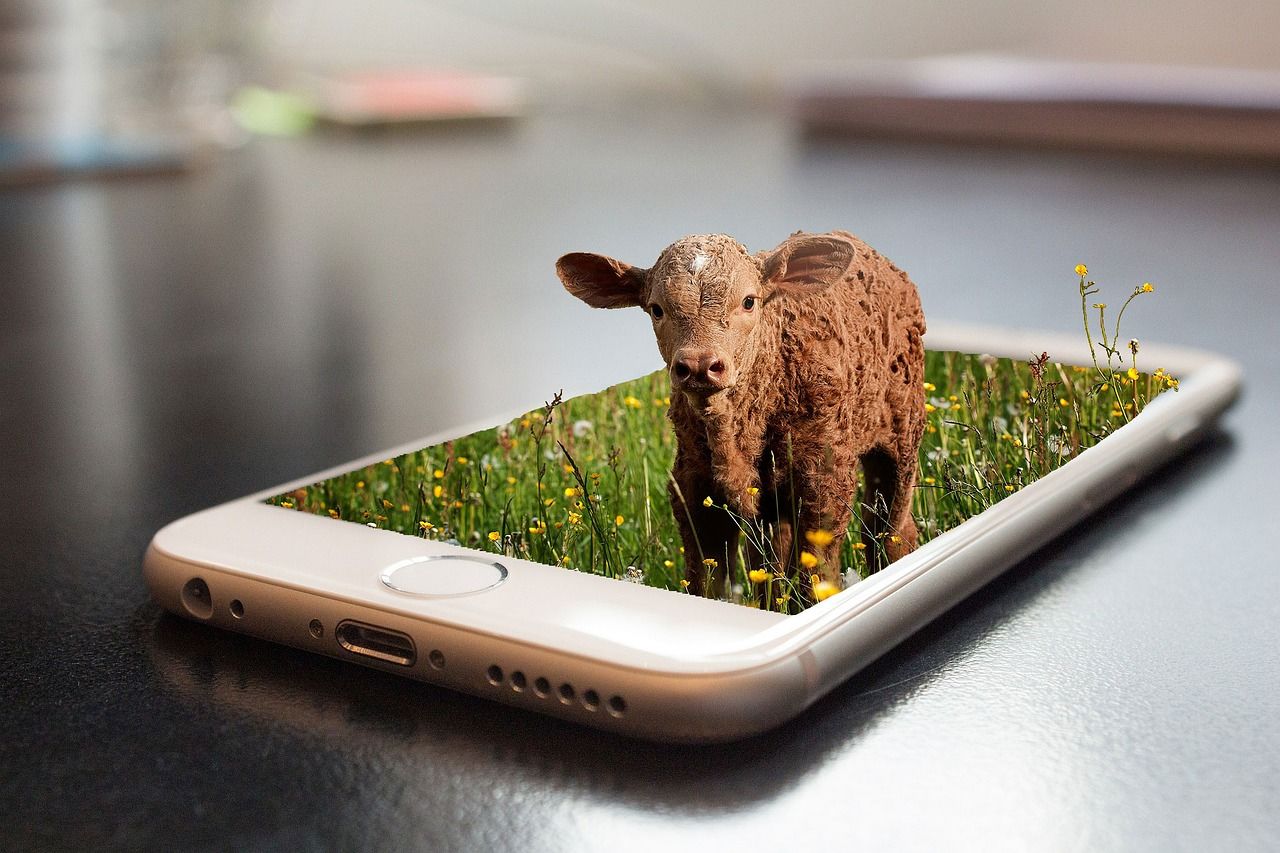 tehén szarvasmarha borjú digitalizáció