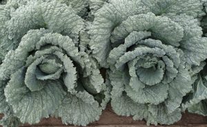 Kozmetikumok belsőleg: a szépítő szupertáplálékok