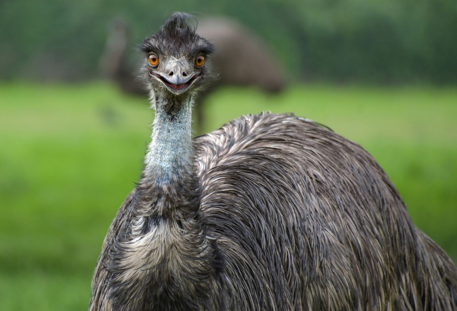 emu
