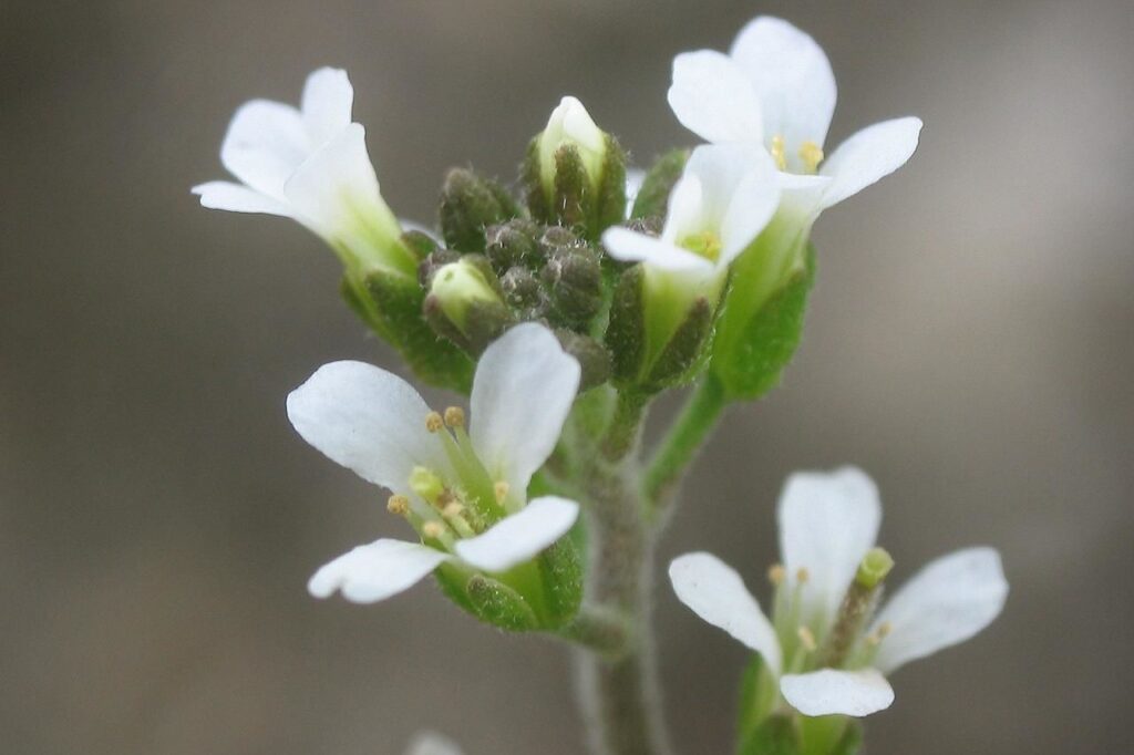 lúdfű arabidopsis