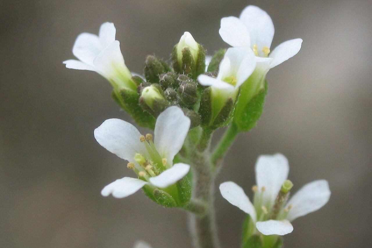 A növényeknek is fontos lehet az érintés a stressz leküzdésében