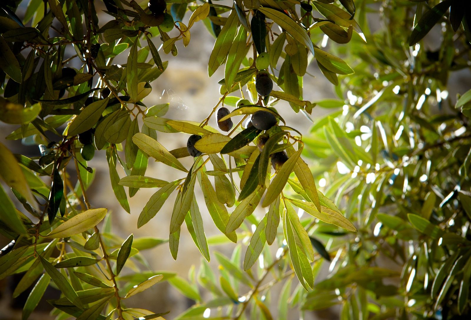 A klímaváltozás formálja az olívaolaj-ágazatot