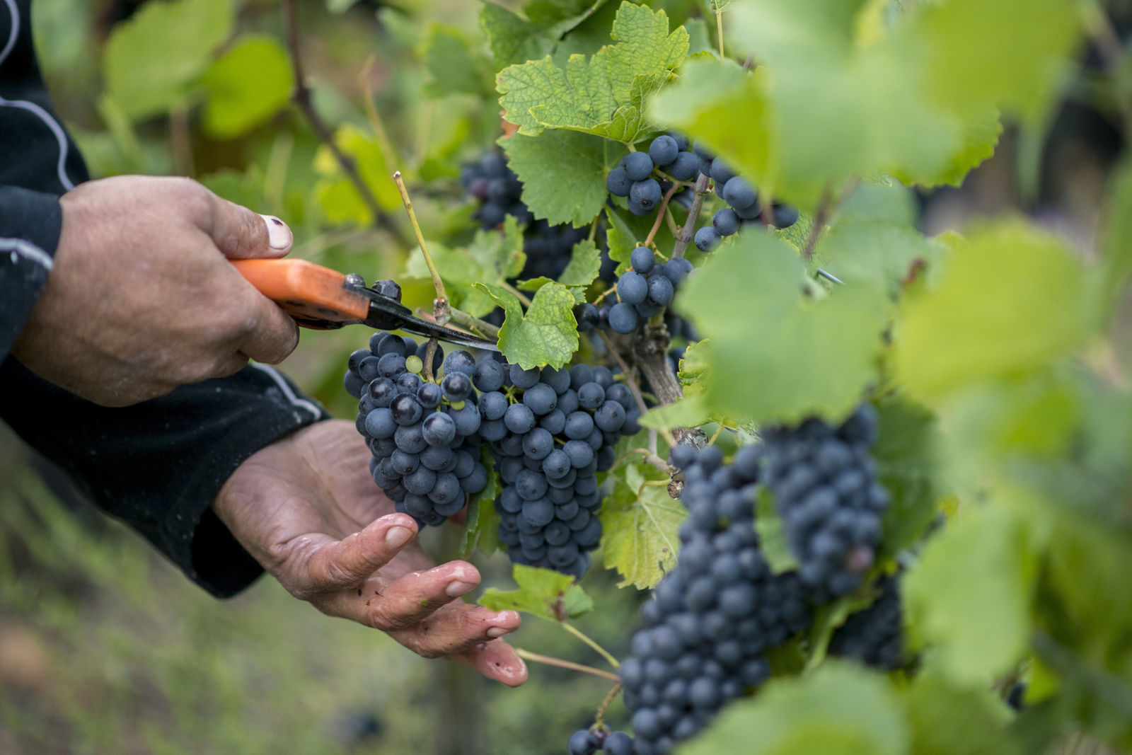 Bordói November Nagykóstoló Budapesten
