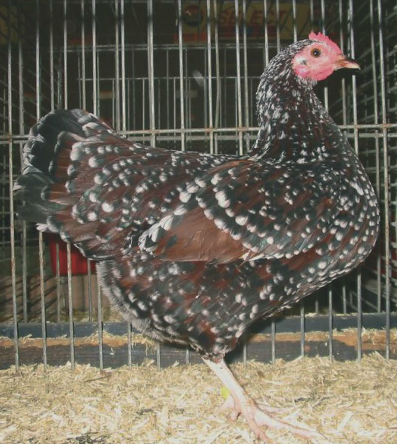 sussex tyúk
