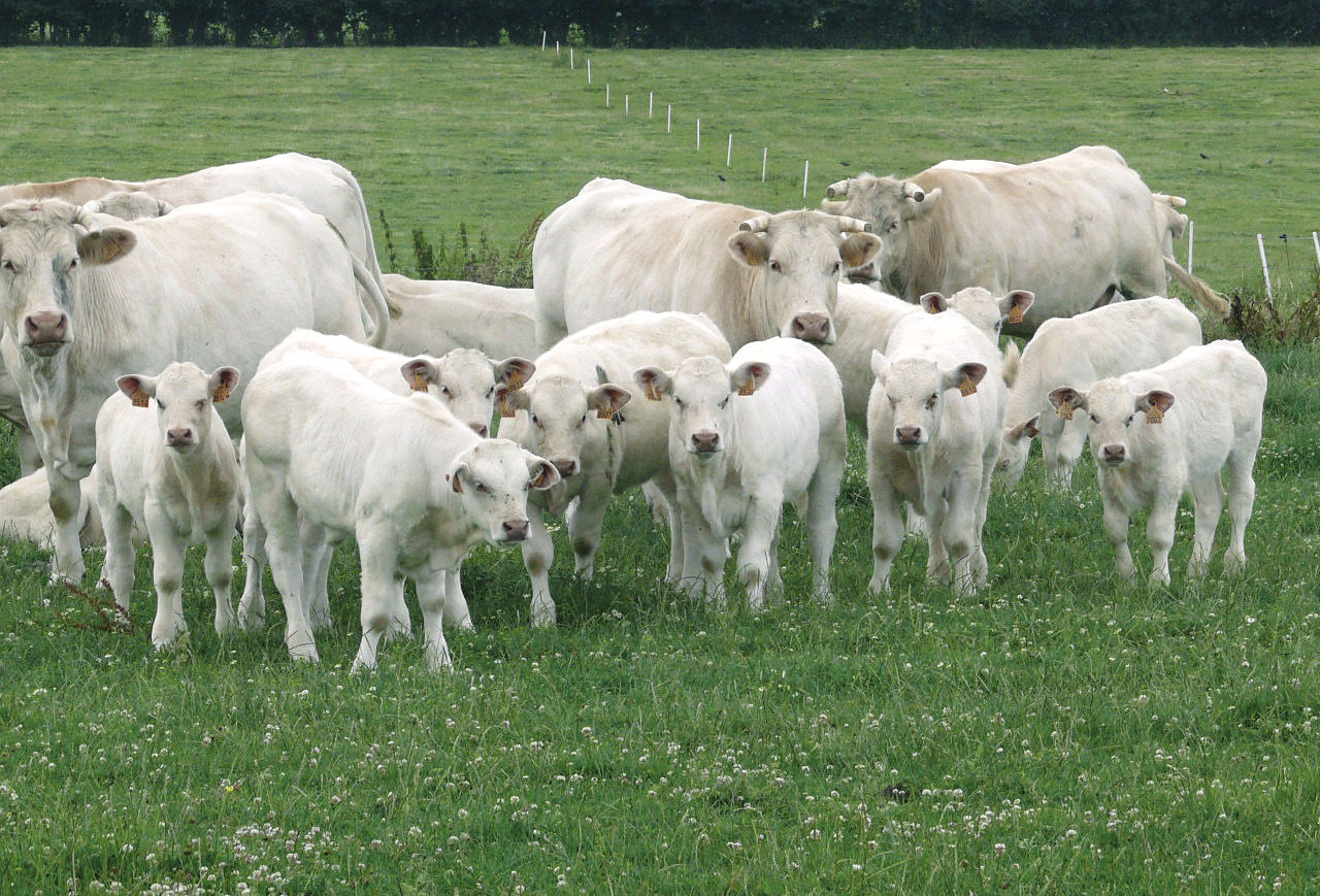 charolais tehén