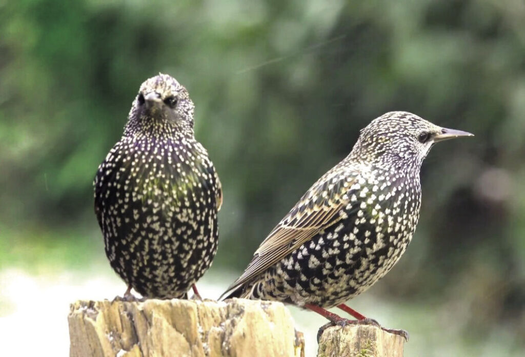 Egyre gyorsabban fogynak a madarak