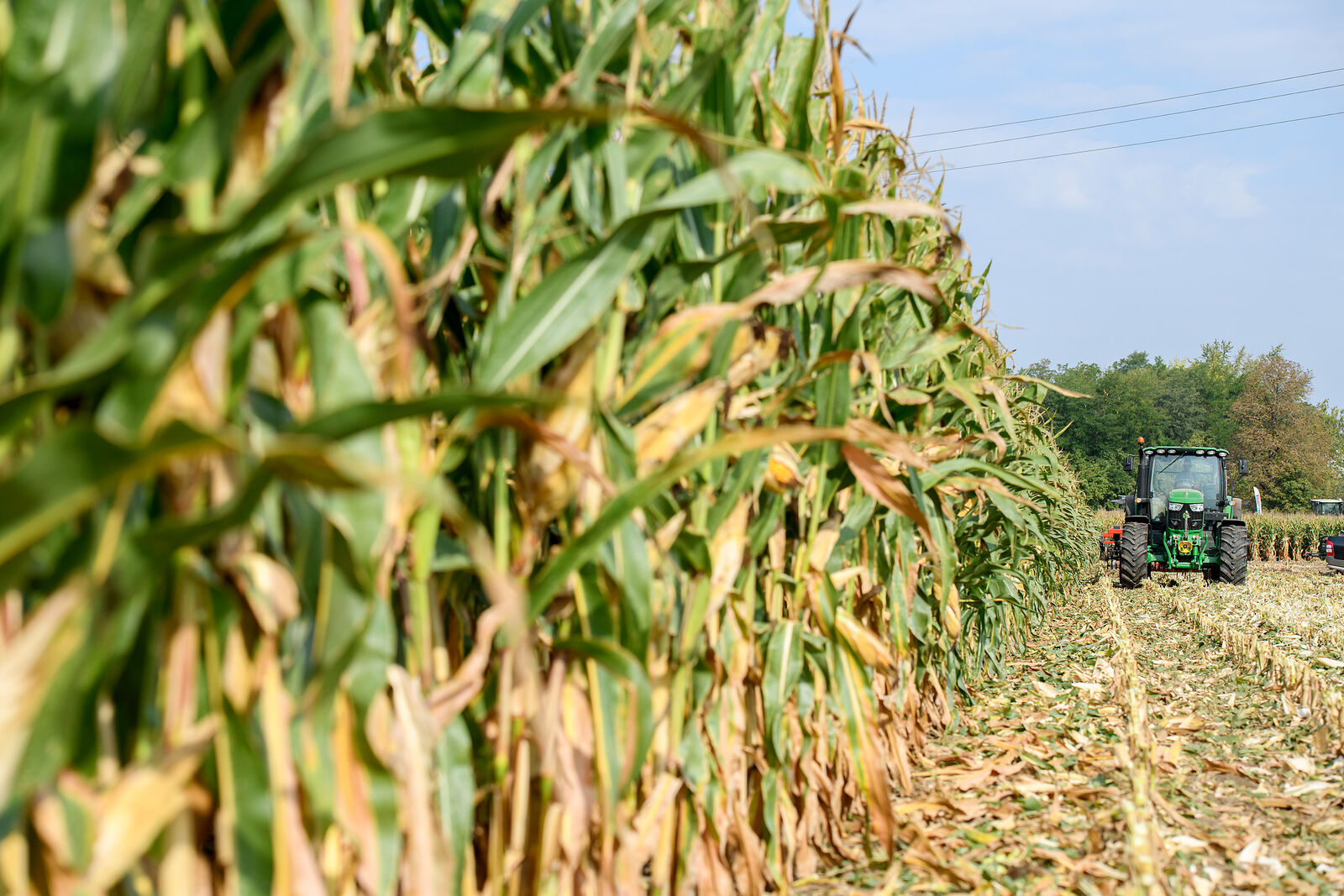 Kukorica rekordhozammal: több mint 15 tonna hektáronként