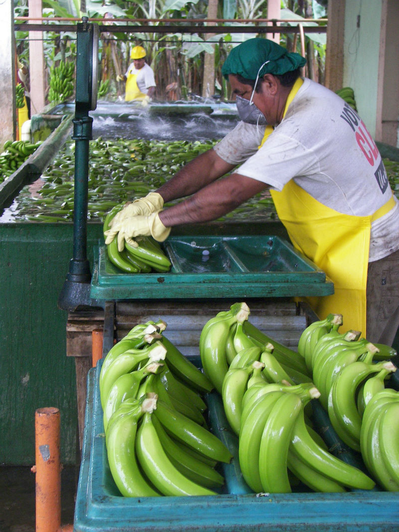Banan Db Rekordot döntött a banánexport - Magyar Mezőgazdaság