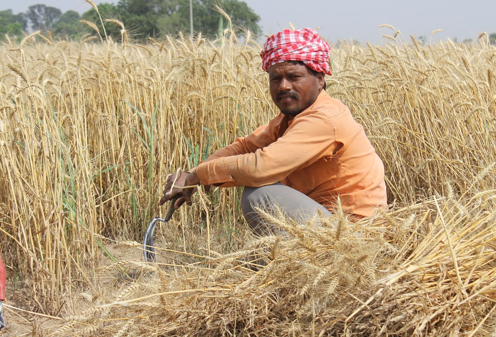 EU-India megállapodás: a mezőgazdaság kimarad