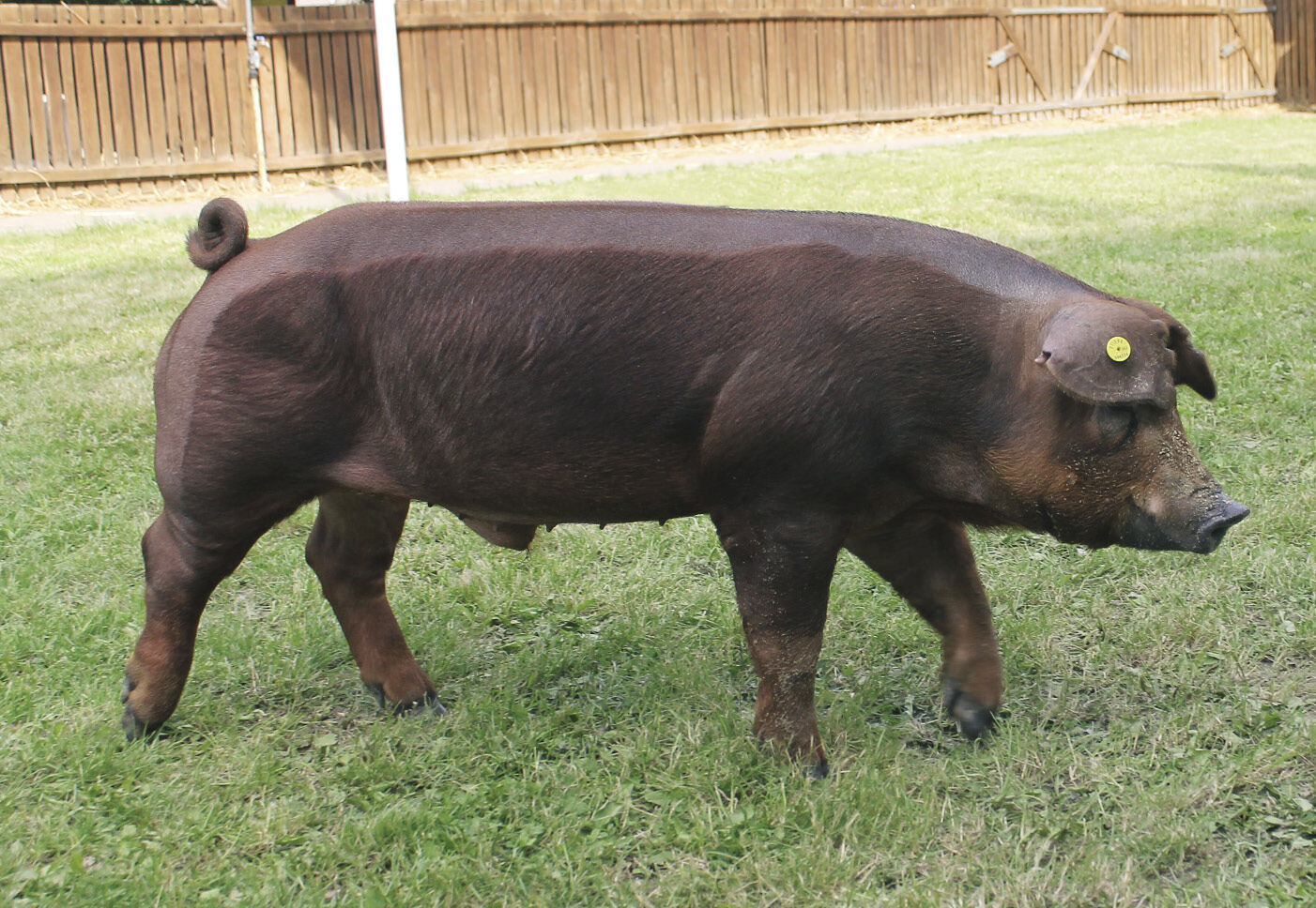 Duroc