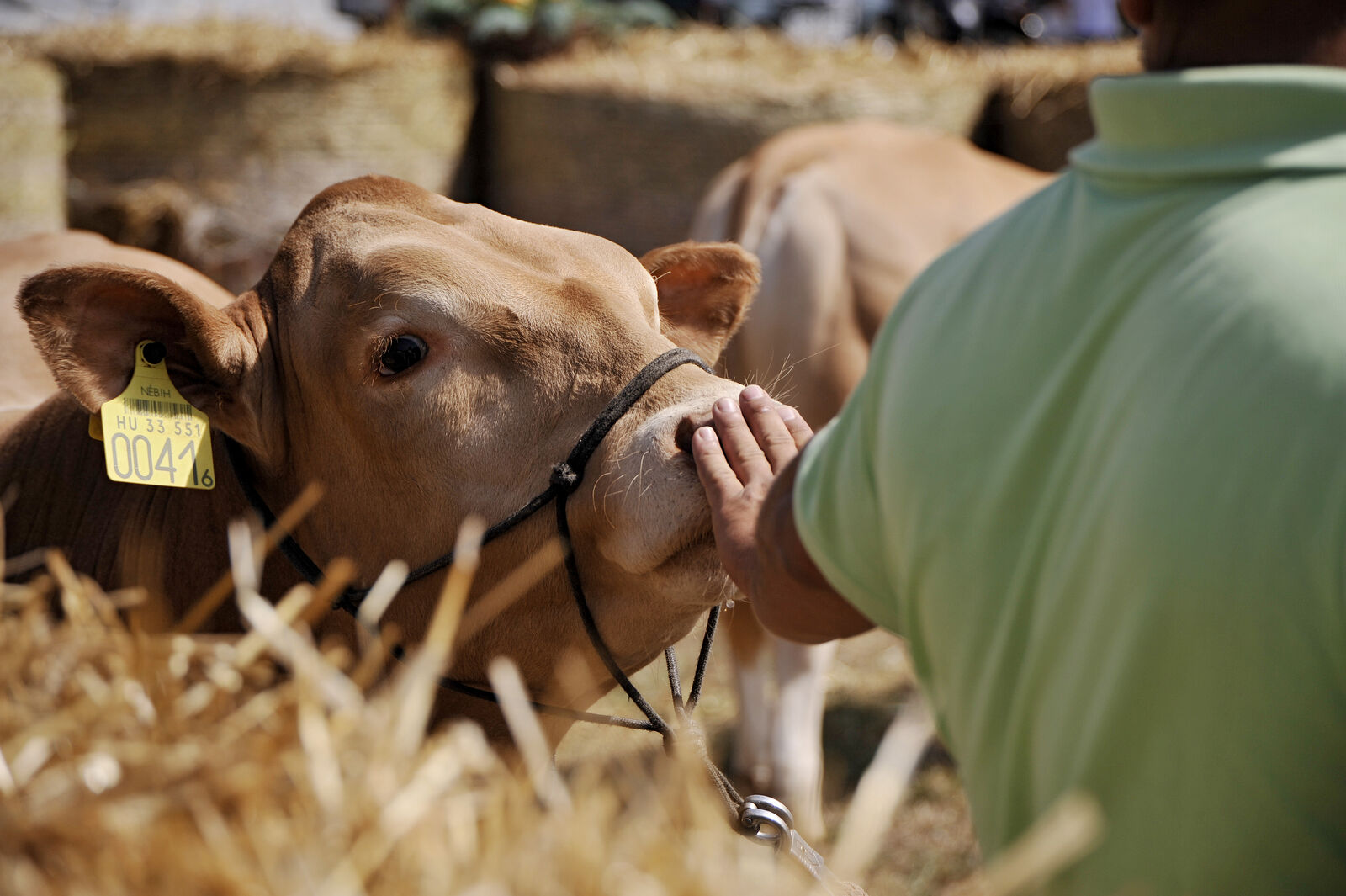Új takarmánykiegészítő javíthatja a marhahús minőségét