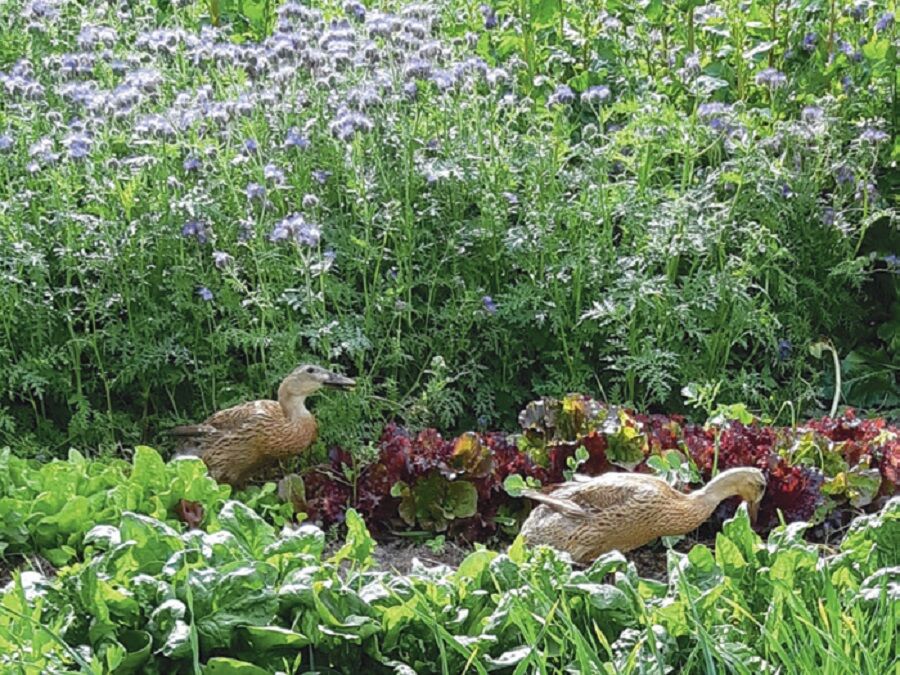 permakultúra kacsa állattenyésztés növénytermesztés gazdaságok