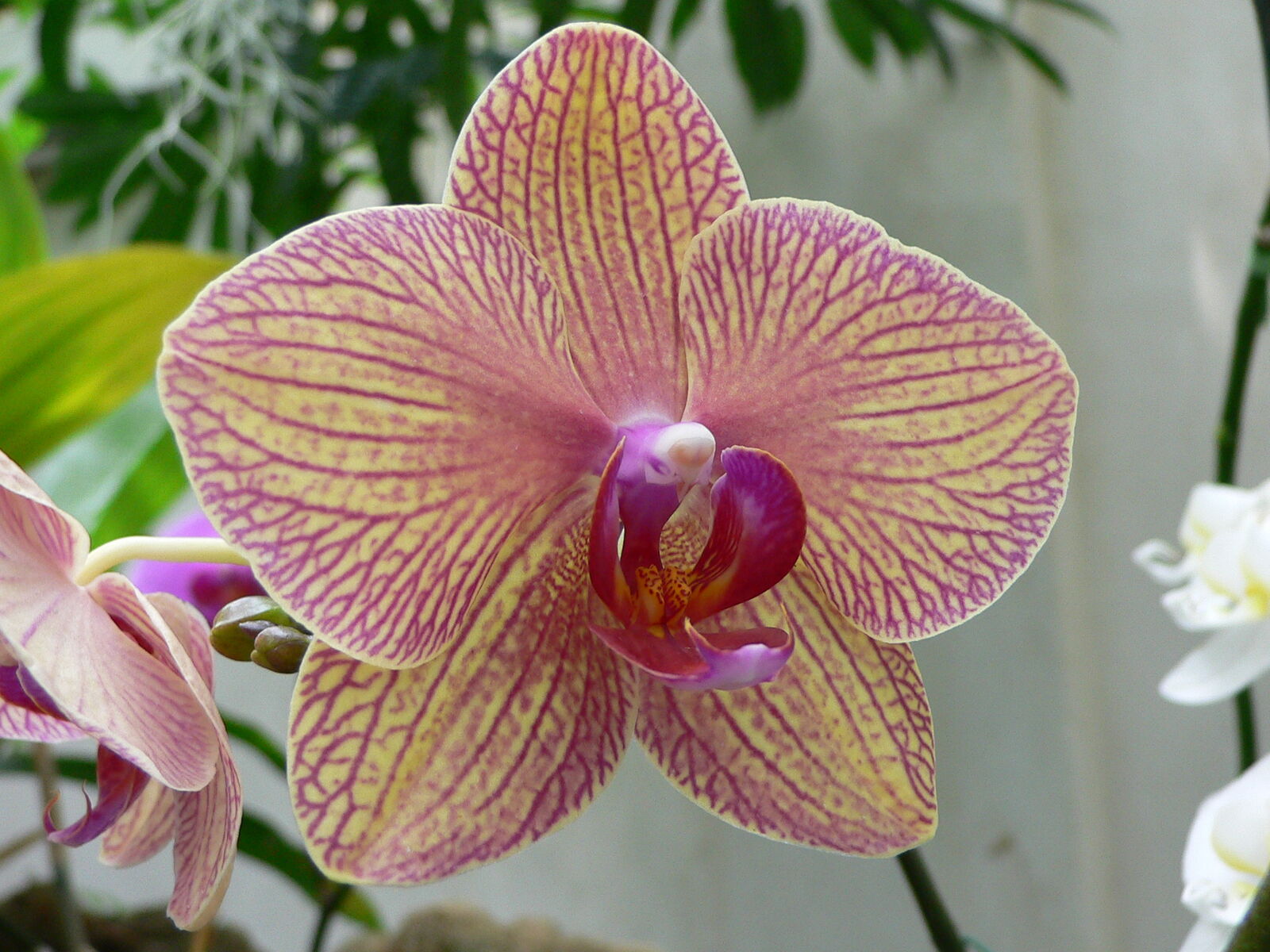 orchidea