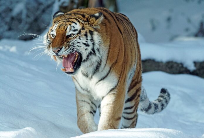 szibériai amuri tigris