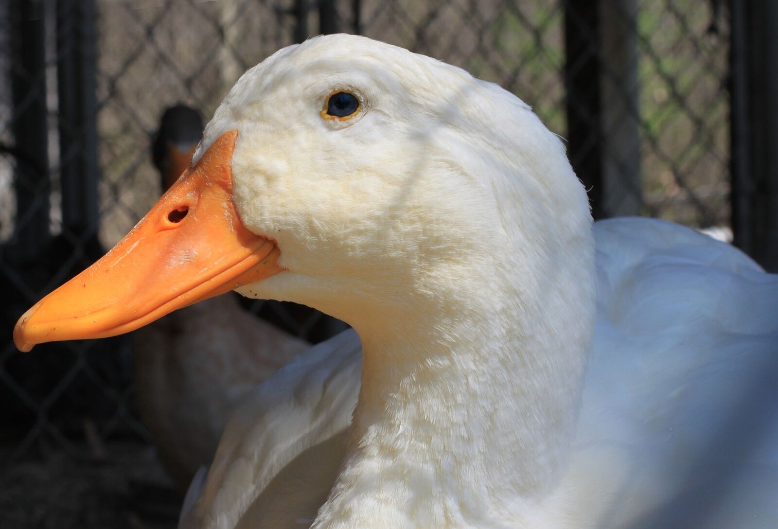 Tenyészkacsa állományból mutatták ki a madárinfluenza vírusát hazánkban