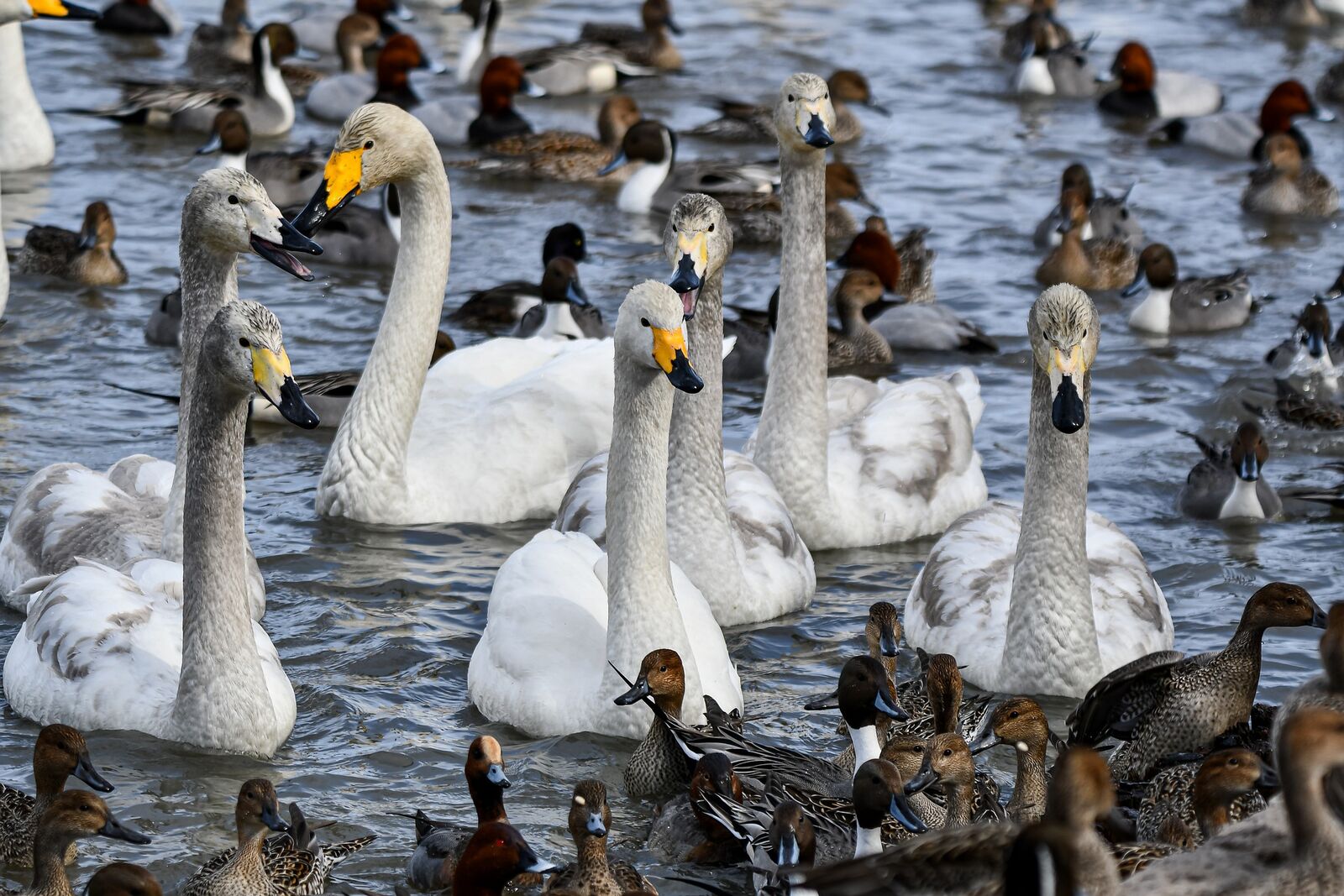 Lecsengőben a járvány Európában