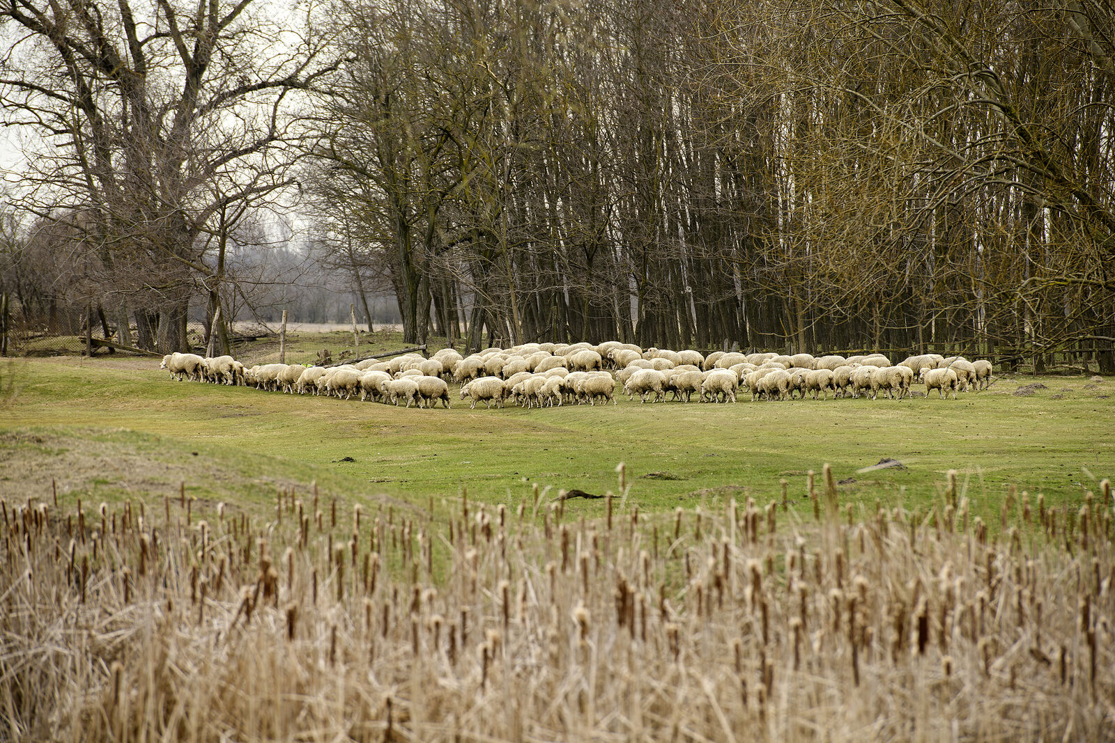 Legelő állatokat ellenőriz a okos nyakörv internet nélkül, 7 km távolságból