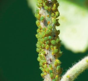 Az ember okozta zajszennyezés így függ össze a mezőgazdasági kártevőkkel