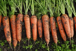 A sárgarépa mindenekelőtt