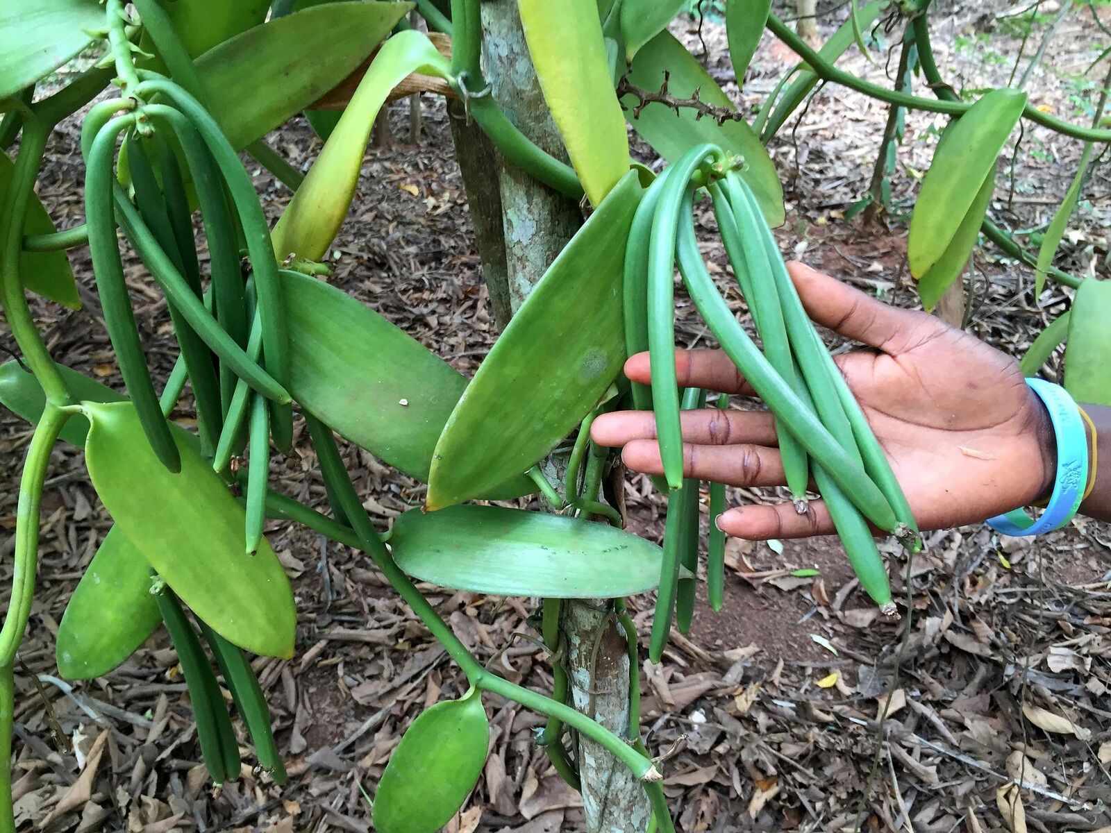 vanilla vanília