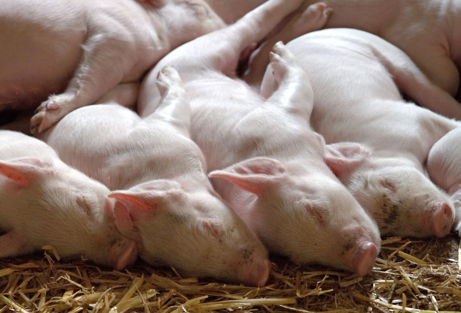 Herpeszvírus okozta megbetegedést találtak somogyi sertésekben