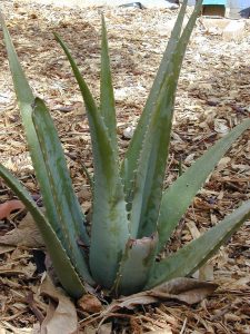 Aloe vera: csodanövény, de a marketingje is jó…