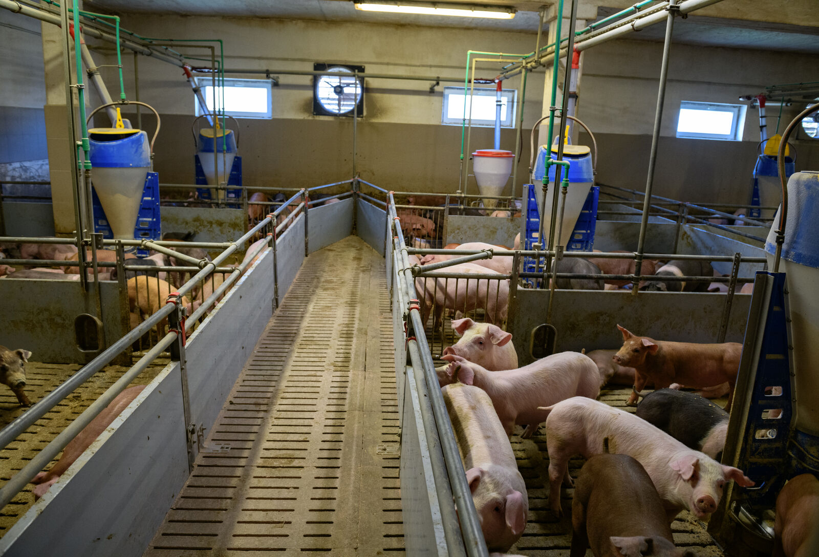 Precízió, jólét és hatékonyság – fókuszban a sertéstartás jövője az AniMashExpon