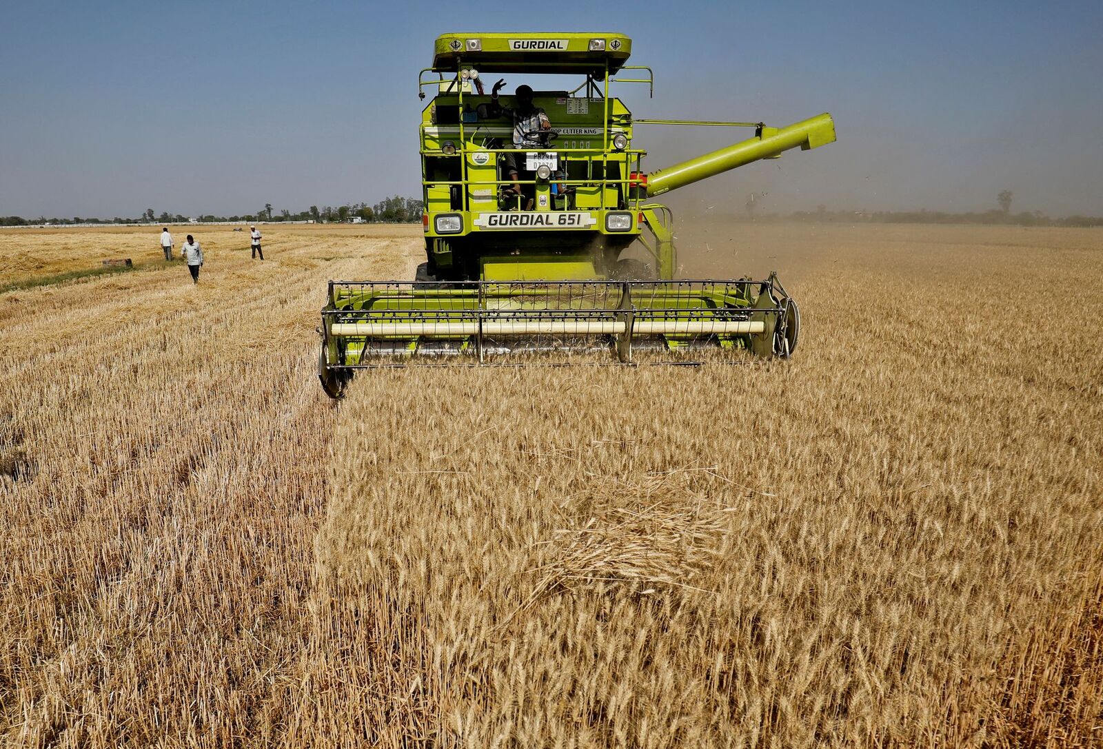 Csökkenhet India búzatermése az időjárás miatt